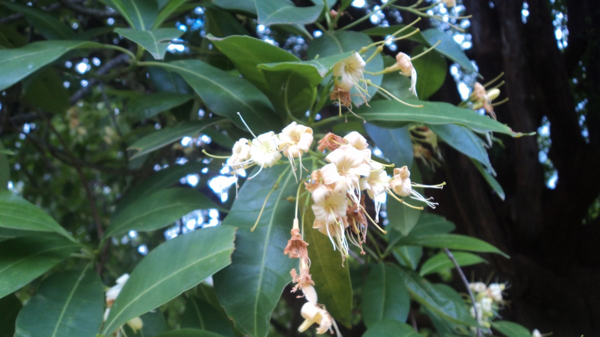 Cyrtophyllum fragrans (Roxb.) DC.